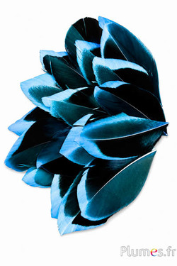 Pluimblaadjes - 5-8 x 3-4 cm - turquoise-zwart